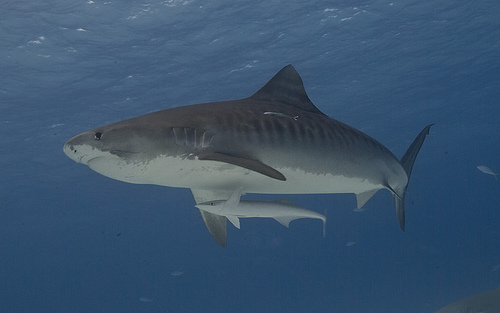 A tiger shark, which will be used to visualize the feature maps